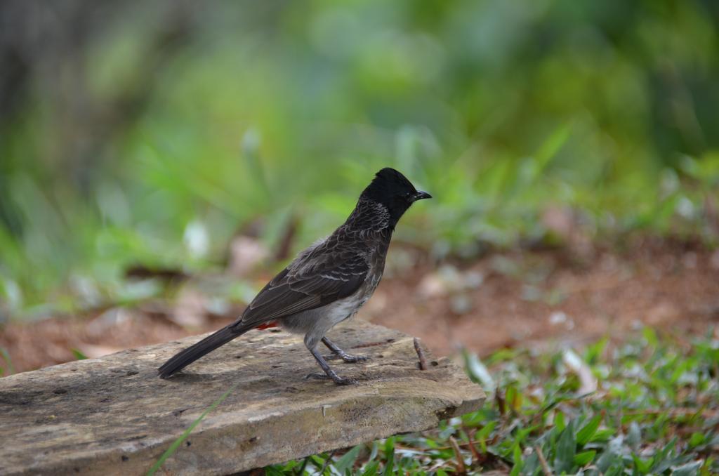 Oriole Villas Bentota Kültér fotó