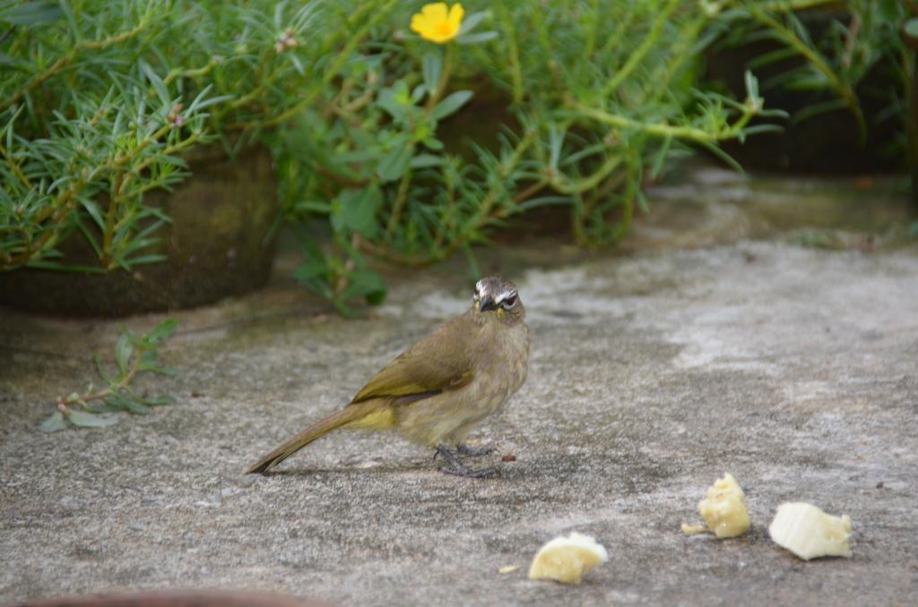 Oriole Villas Bentota Kültér fotó