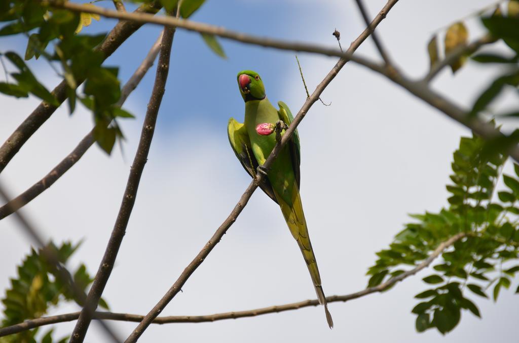 Oriole Villas Bentota Kültér fotó