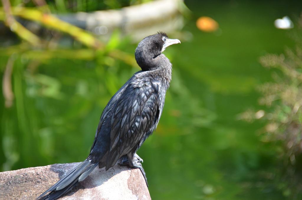 Oriole Villas Bentota Kültér fotó