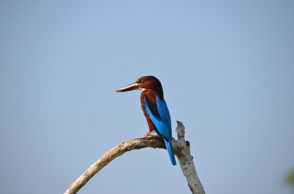 Oriole Villas Bentota Kültér fotó